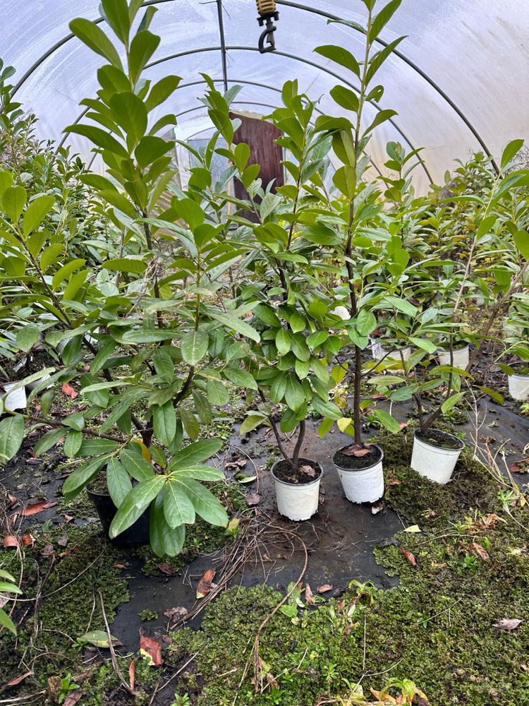 Laur Englezesc – Prunus Laurocerasus Novita plante gradina gard viu