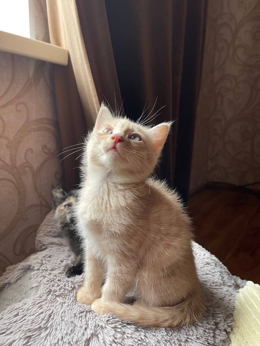 Отдадим котят в доброе руки