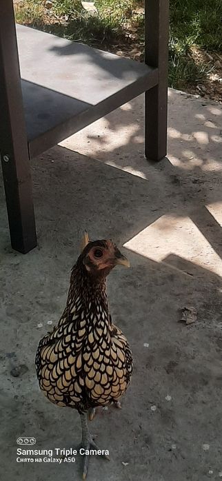 Продаю пару птиц или На обмен