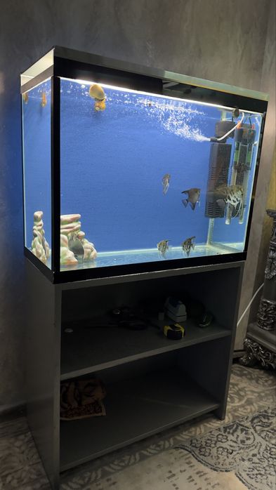 Аквариум ва Баликлар