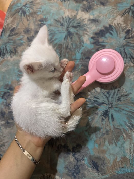 Котенок беленькая