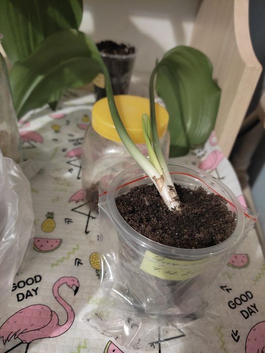 Комнатные цветы. Эухарис детка