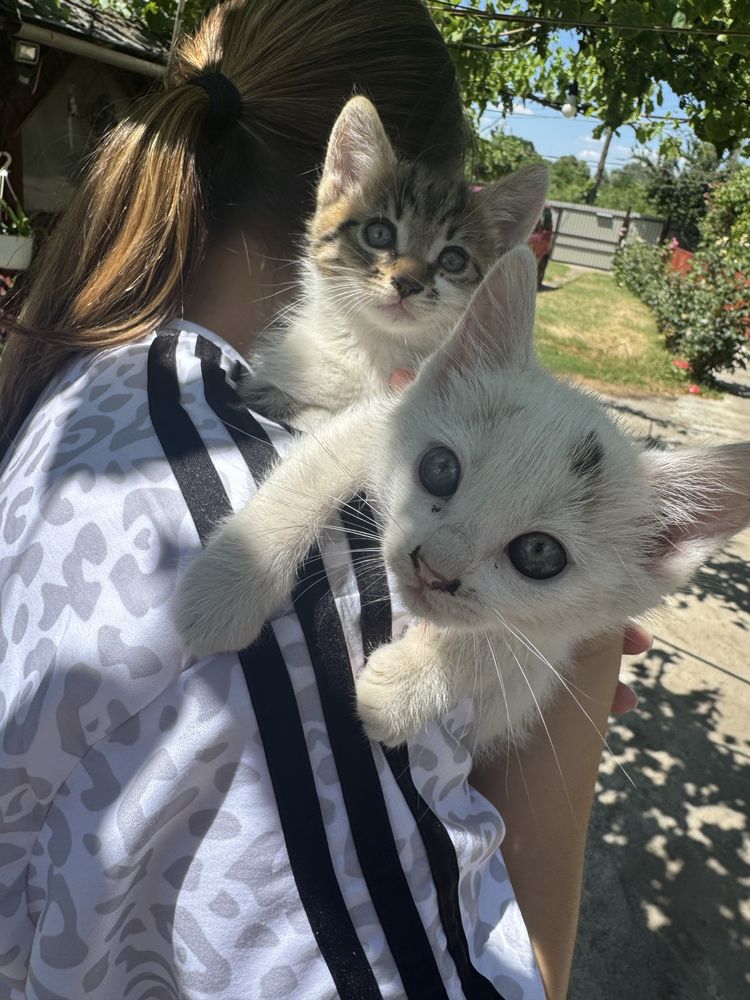 Donez pisoi adorabili-isi cauta o casa iubitoare