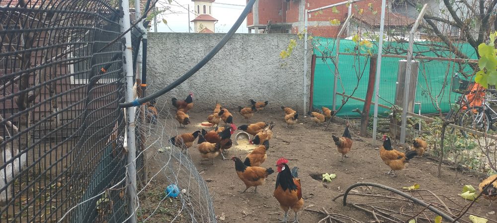 Vând păsări din rasa Vorverk