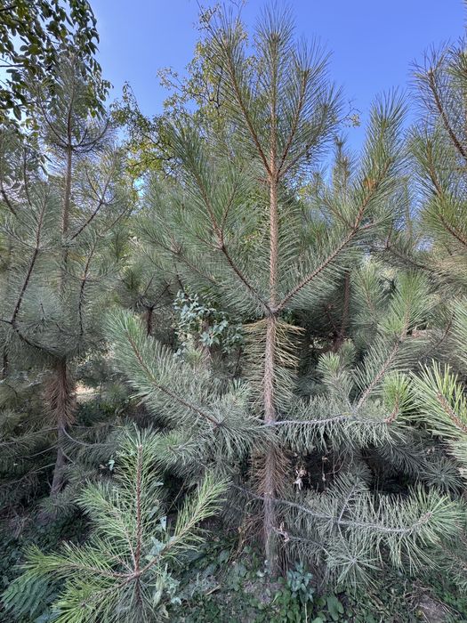 Кирим сасна арчалари сотилади