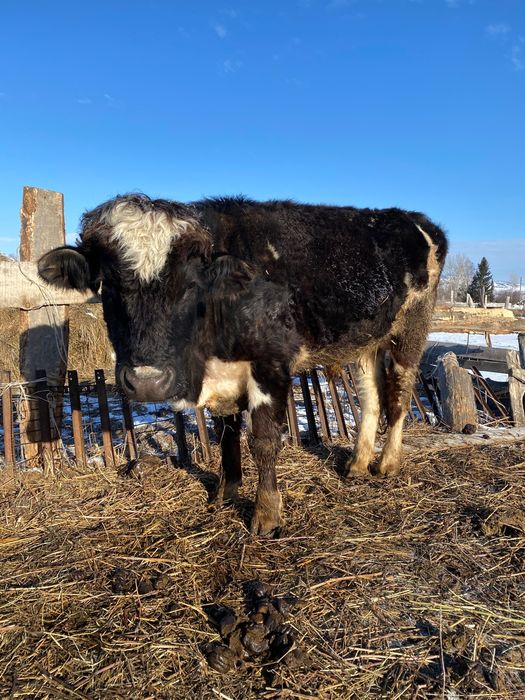 Бык двухлетка  на племя