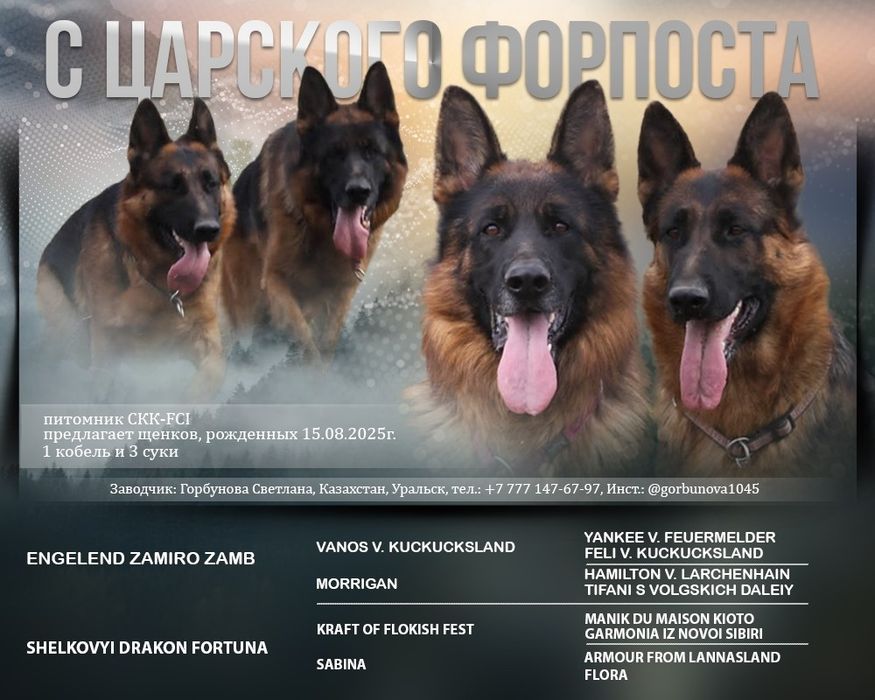 Щенки немецкой овчарки