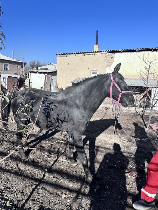 Жылқы , айғыр, ат