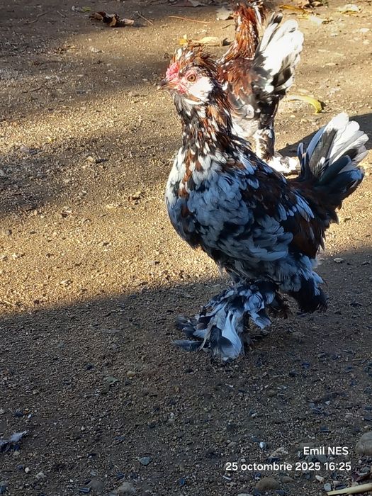 Cocoși struma bantan pitic