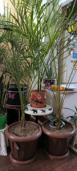 Пальмы взрослые и молодые