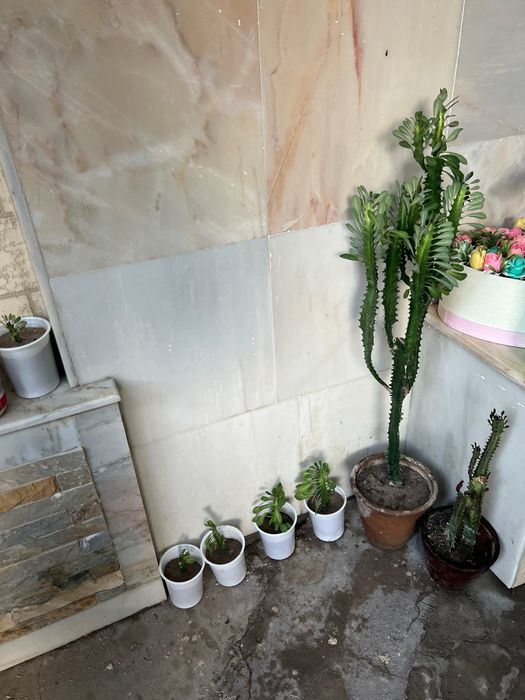 Цветок Мушкамбар гули