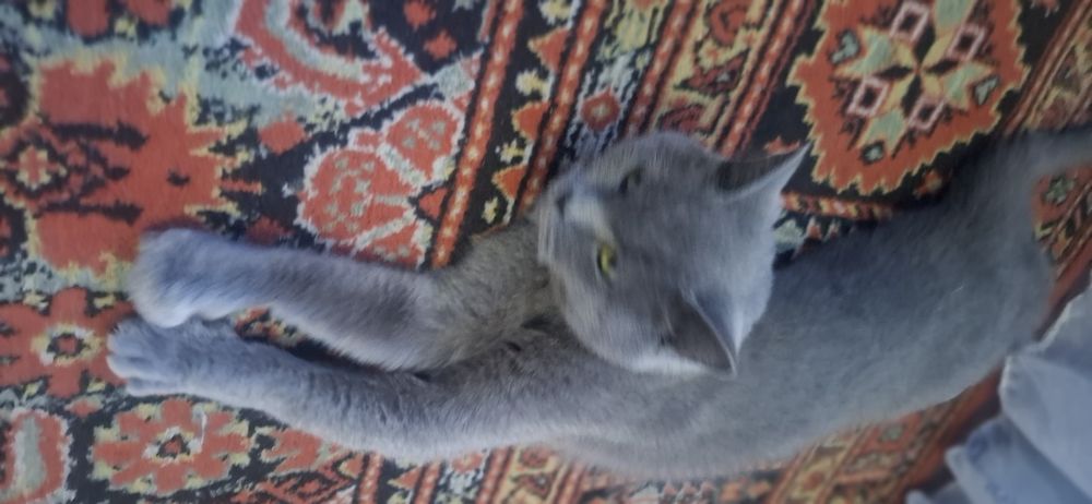 Британский скотиш страйт