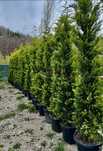 Plante ornamentale