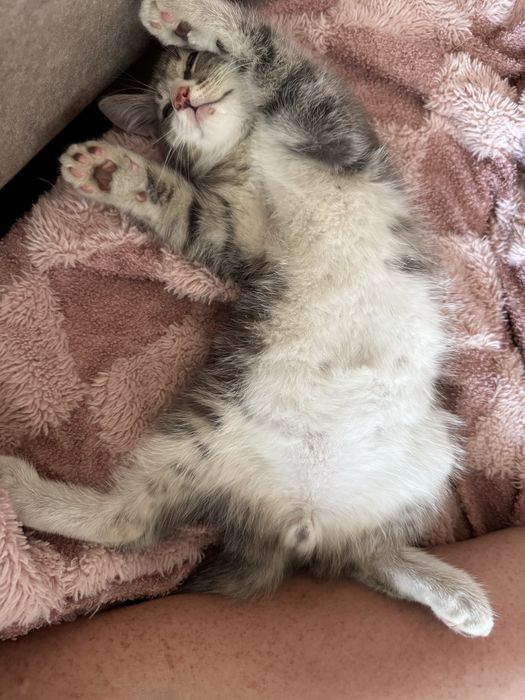 Отдам котенка в добрые руки