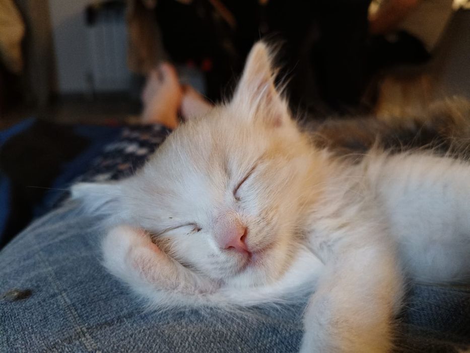Котята,  породистые