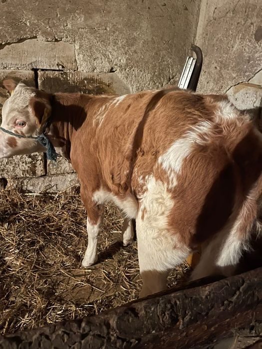 Vând vacă si vițea!