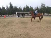 Езда  на лошадях