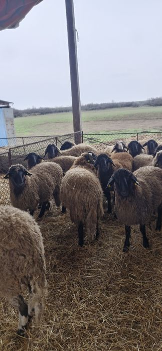 Vand berbecuti de tinut sau de taiat