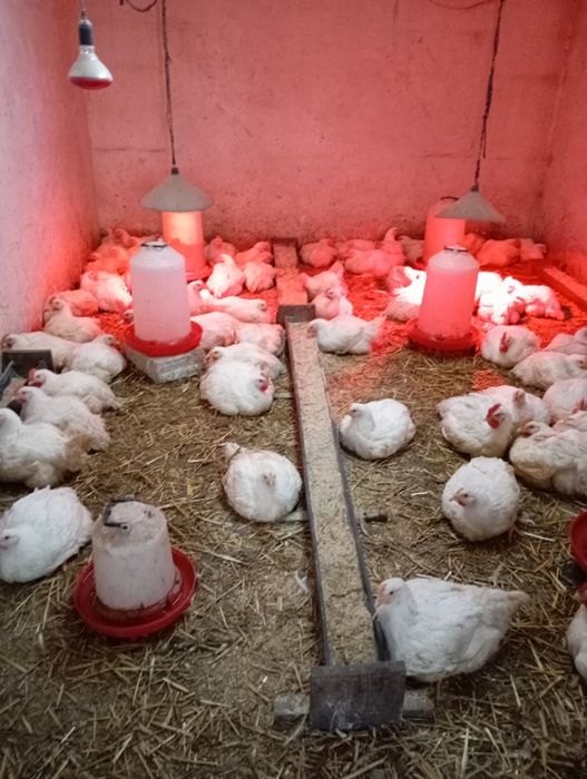 Pui și curcani crescuți Bio cu porumb,grâu și urluială,de vânzare!