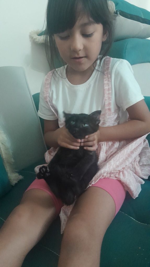 Отдам котят в добрые руки. Котята чистые, знают лоток