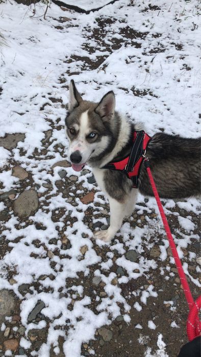 Продам собаку породы:чистокровная хаска.