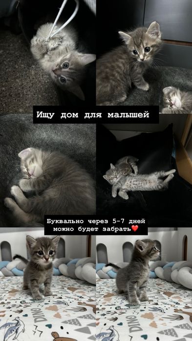 Отдам котят в хорошие руки