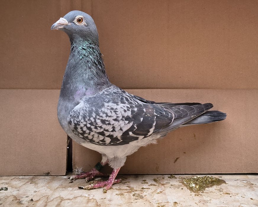 Porumbei voiajori 2025 și păsări din matcă