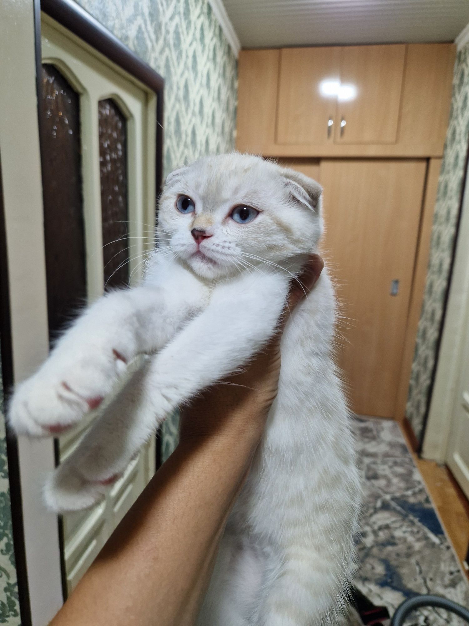 Шиншилла фолд киз
