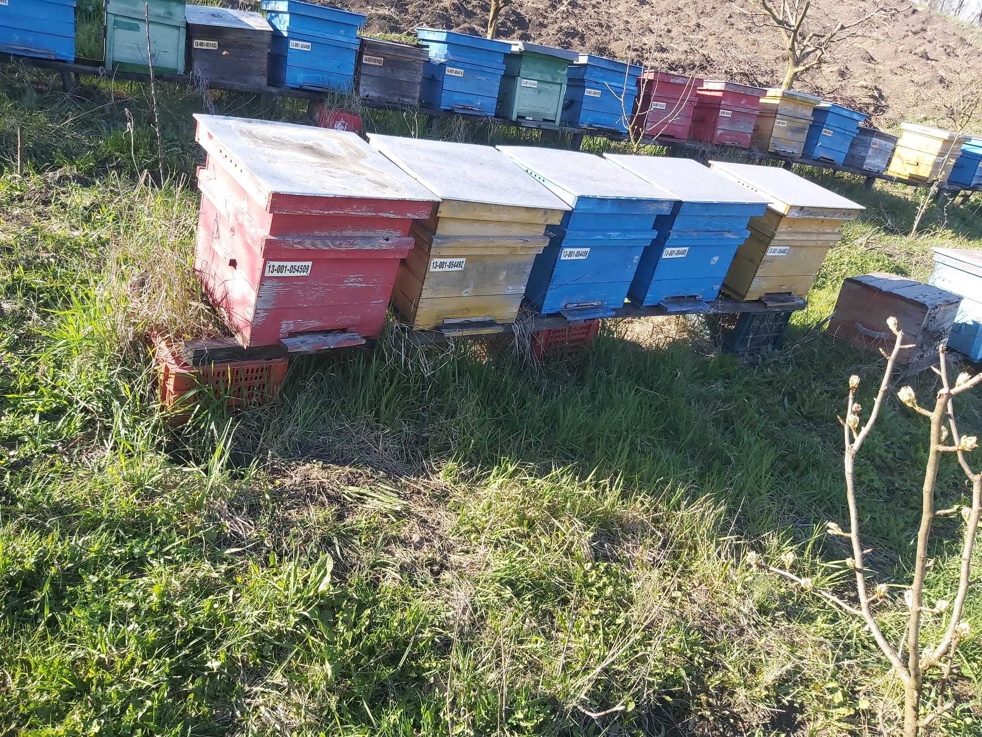 Lazi pentru albine