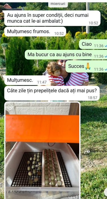 Vând cocoșei americani tineri, Preiau comenzi pui,