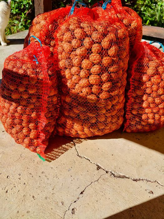 Vand nuci productie 2025