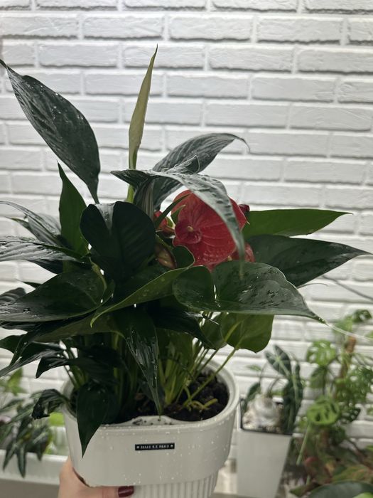 Растения-как естественный фильтр воздуха