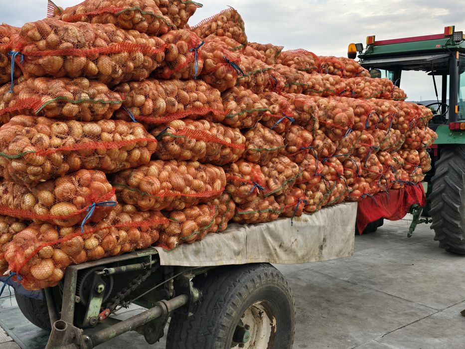 Ceapă plată Stuttgart