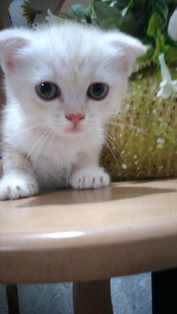 Серебристые Котята