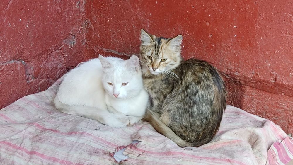 Ласковые Котята ищут дом