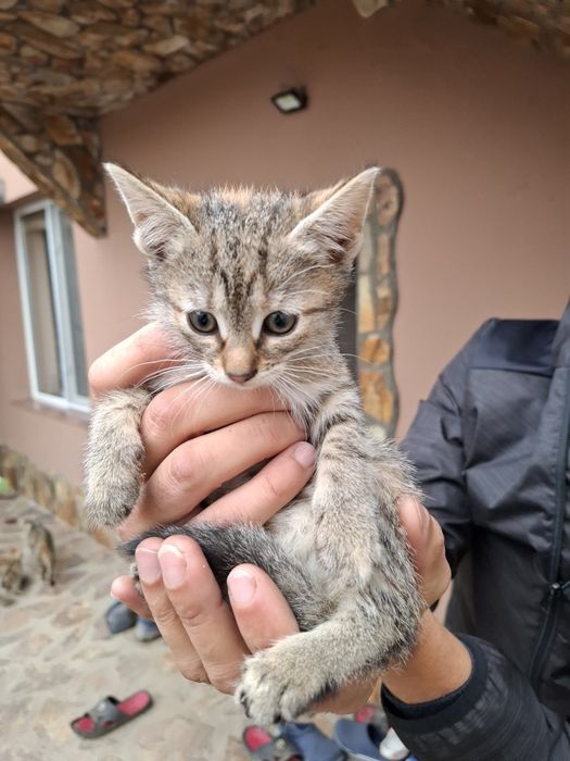 Pui de pisica de donat