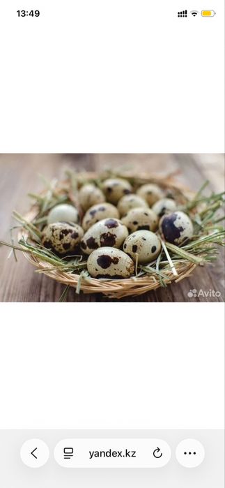 Продам перепелиное яйцо