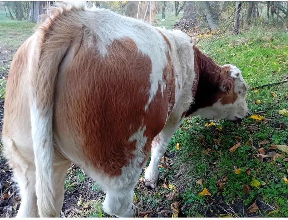 DE VÎNZARE ,taur de 7 luni  foarte frumos