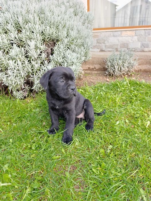 Кане Корсо кученца