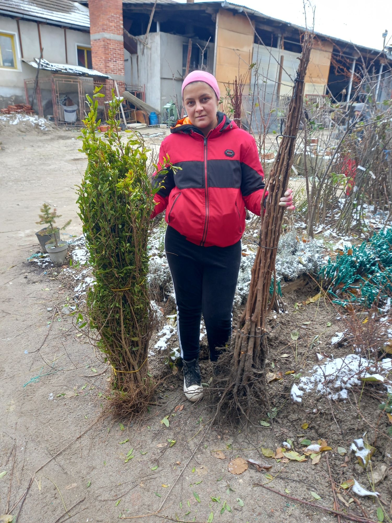 Livrare plantare pomi fructiferi In ferestre de iarna.Nuci Aluni Mar..