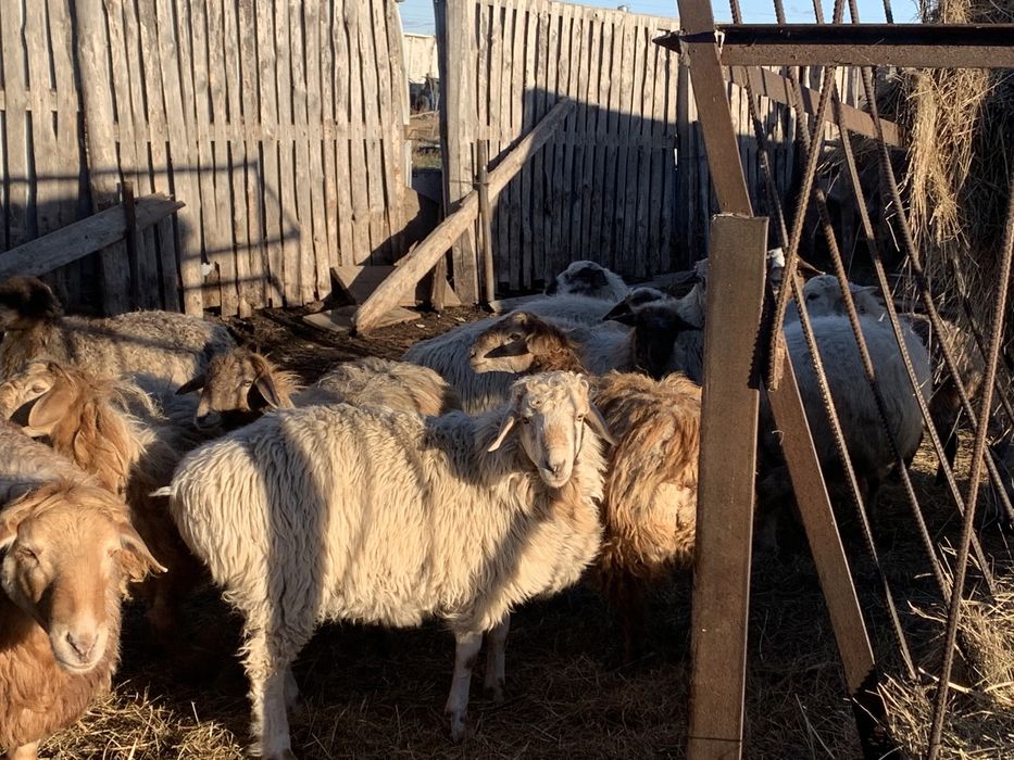 Продам  двух молодых кошкаров