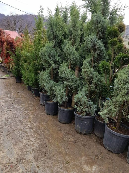 Mestecan tei lelendy tuia smarald catalpa