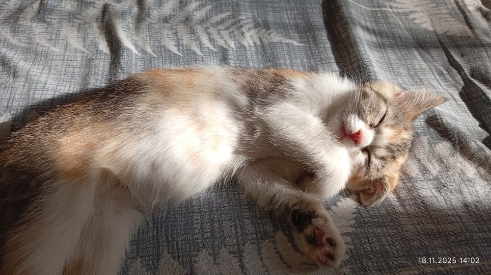 Катенок девочка 3 мес.