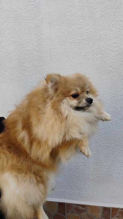 Продавам померанчета