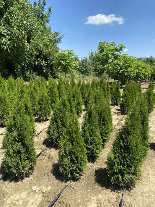 Vand tuia plante ornamentale pentru gard viu flori pomi