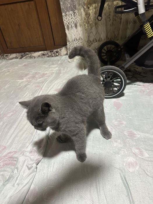 Skotch strayt vyazka tozza qon