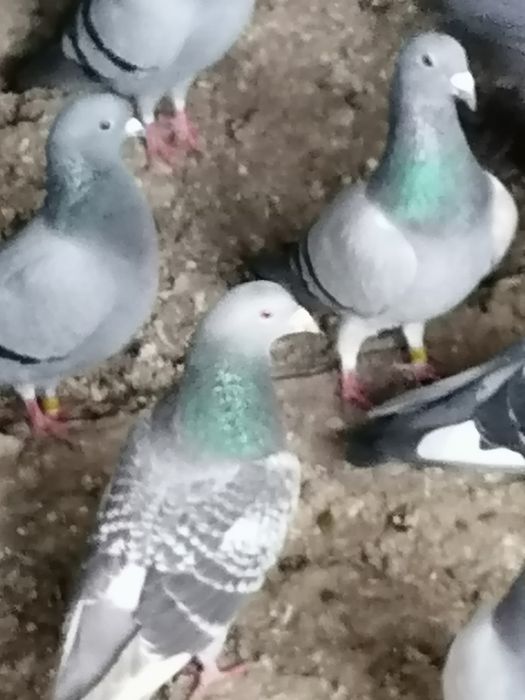 Vand porumbei voiajori