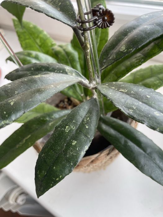 Хоя Финлансони Лонг Лиф