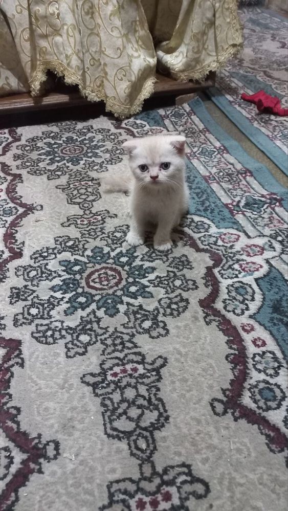 Котята скотишь фолд