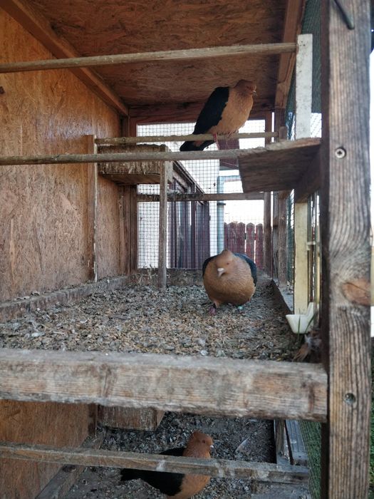 Vind porumbei arhangheli